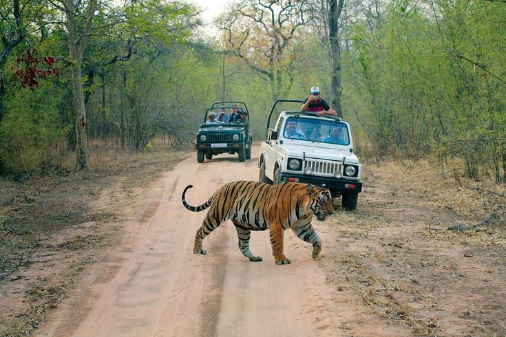 Short Escape Ranthambore Tour from Jaipur Tour Package